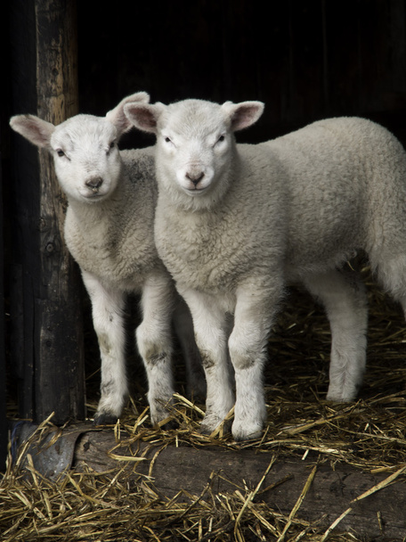 Moutons en Allemagne
 - Photo, image