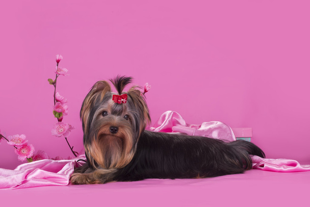分離された色付きの背景にヨークシャー テリアの子犬 - 写真・画像