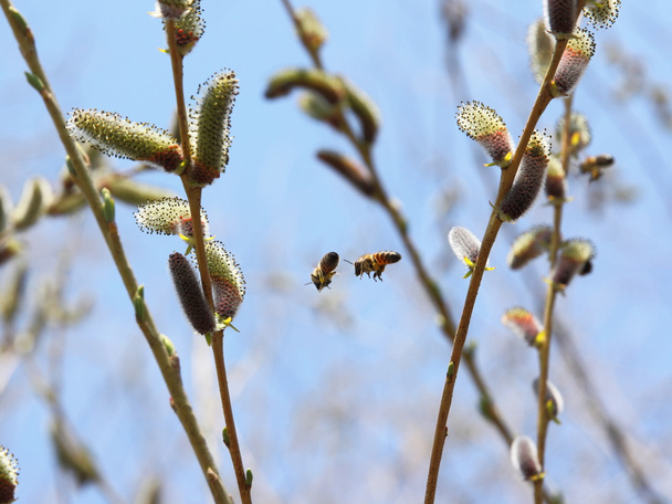 Zwei Bienen fliegen in die Bäume. - Foto, Bild