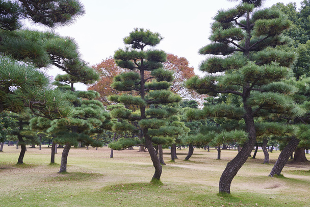 Borovice černá stromy v Kokyogaien národní zahrady - Fotografie, Obrázek