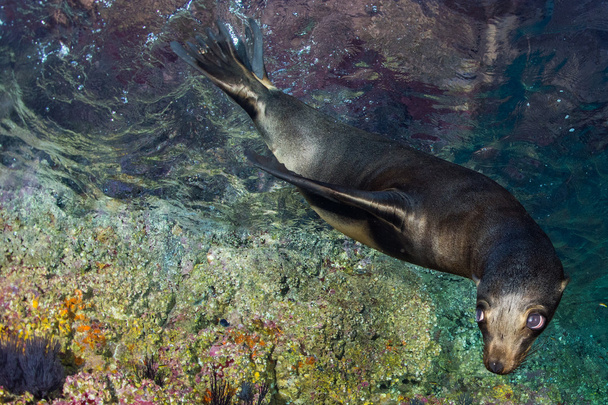 Young puppy seal californian sea lion coming to you - Photo, Image