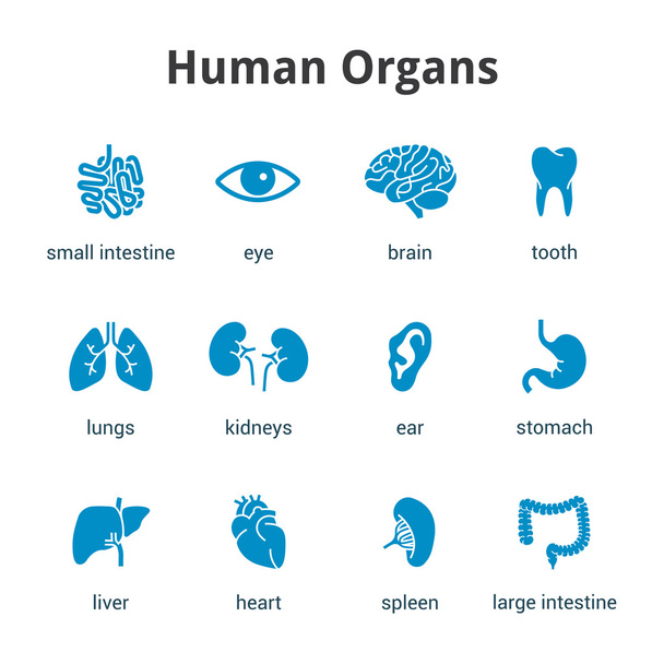 Icono de órganos humanos médicos azules sobre fondo blanco
 - Vector, imagen