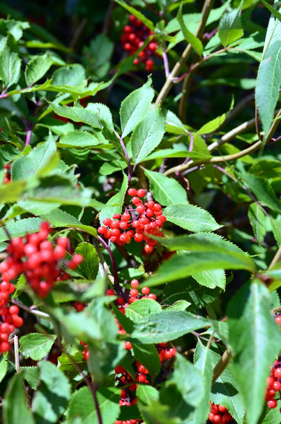Rowan berries Sorbus aucuparia in my garden - Photo, Image