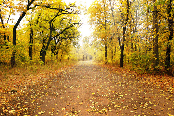 Autumn park with trees - Foto, Imagen