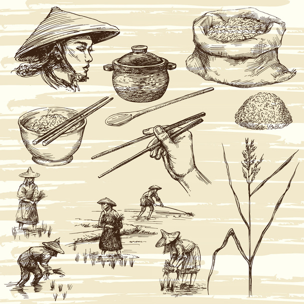 ilustracja, zbiory ryżu - Wektor, obraz