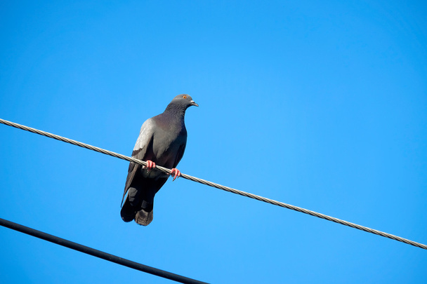 pigeon on the electrical cable - Fotó, kép