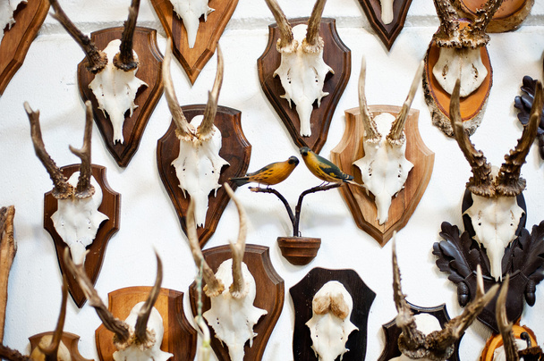 Colección de trofeos cabeza de ciervo
 - Foto, imagen