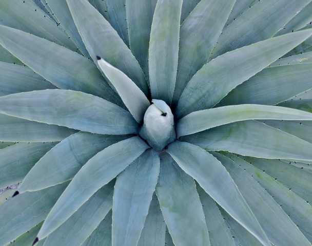 Agave in my Garden - Photo, Image