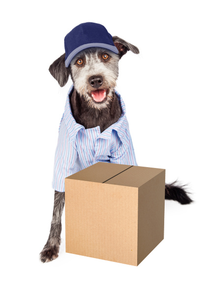 hond dragen levering man shirt - Foto, afbeelding