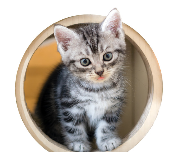 かわいいアメリカンショートヘア猫子猫 - 写真・画像