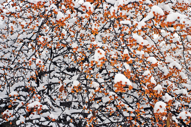 stock imagen de un invierno nevando en Boston, Massachusetts, EE.UU. - Foto, Imagen