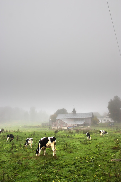 Στόκ εικόνων του milkingcow στο Βερμόντ, ΗΠΑ - Φωτογραφία, εικόνα
