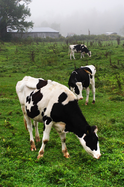 Изображение дойной коровы на складе в Вермонте, США
 - Фото, изображение