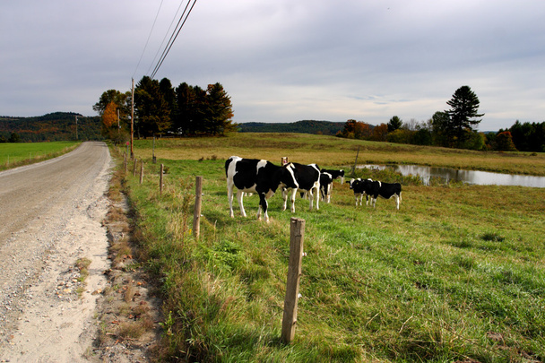 Állomány képet milkingcow, Vermont, Amerikai Egyesült Államok - Fotó, kép