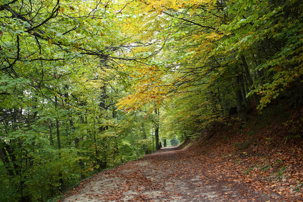 autumn on the slopes of the Carpathians - Fotoğraf, Görsel