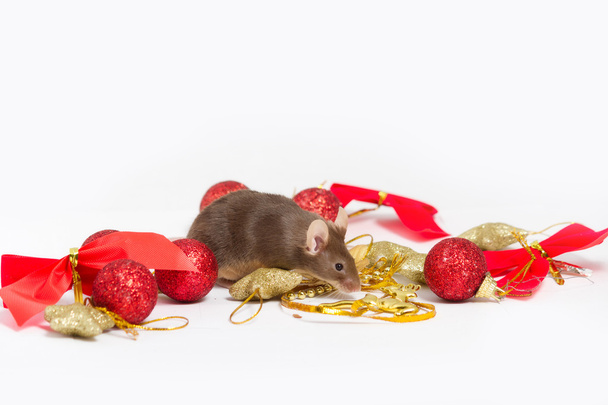 Curieuse souris brune assise parmi les décorations de Noël rouges et dorées
 - Photo, image