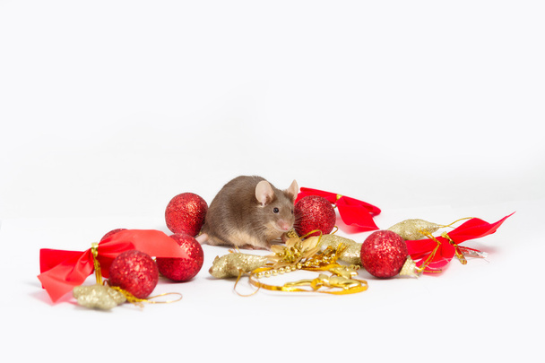 Neugierige braune Maus sitzt zwischen rotem und goldenem Weihnachtsschmuck - Foto, Bild