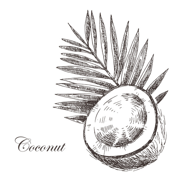 vector coconut hand drawn sketch with palm leaf. vintage style detailed ink and pencil illustration - Vettoriali, immagini