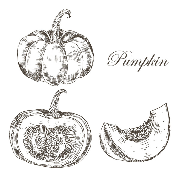 vector pumpkin hand drawn ink and pencil drawing. seasonal autumn harvest botanical illustration in vintage style - Vettoriali, immagini
