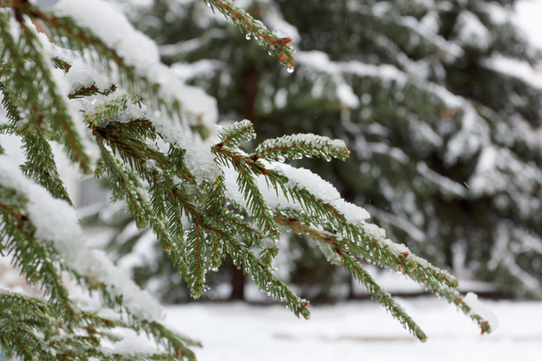 Background Fir Branch With Pine Cone And Snow Flakes. Christmas Holidays - Foto, Imagen