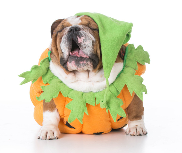 dog dressed like a pumpkin - Zdjęcie, obraz
