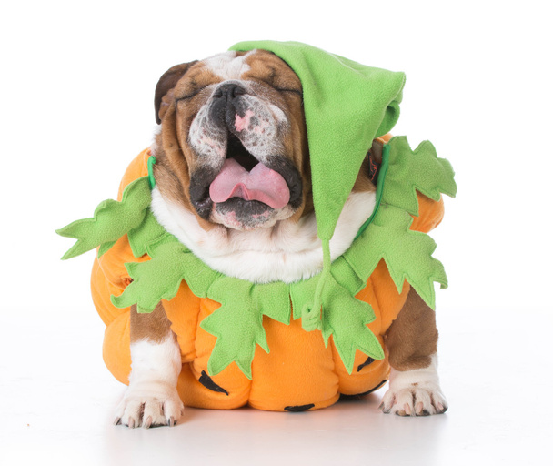 dog dressed like a pumpkin - Photo, Image