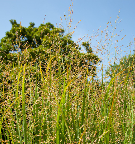 Переключение травы на ферме, используемой в качестве биотоплива
 - Фото, изображение
