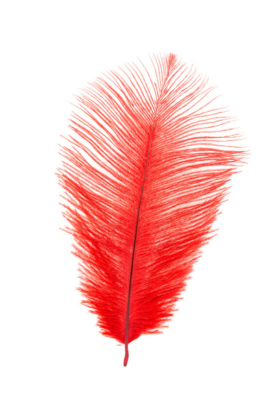 Rode veren vogel - Foto, afbeelding