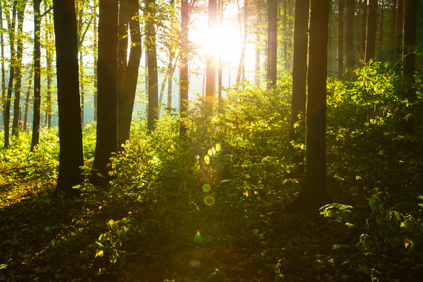 grüne Waldbäume bei Sonnenaufgang - Foto, Bild