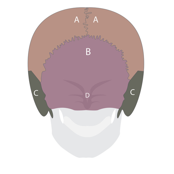 ανθρώπινα οστά κεφαλής τύπους - Διάνυσμα, εικόνα