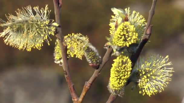 Blooming willow in the spring close-up. - 映像、動画