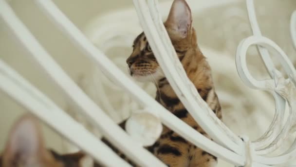 Η γάτα της Βεγγάλης αναζητούν πάνω από το κιγκλίδωμα - Πλάνα, βίντεο