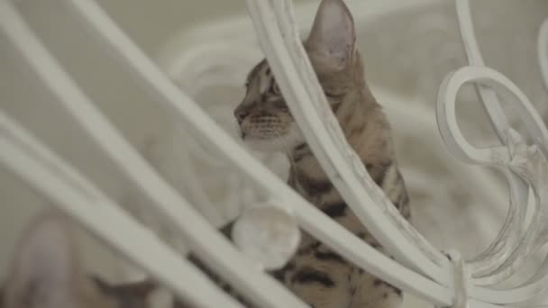 Bengálsko kočka přes zábradlí plochý barevný - Záběry, video