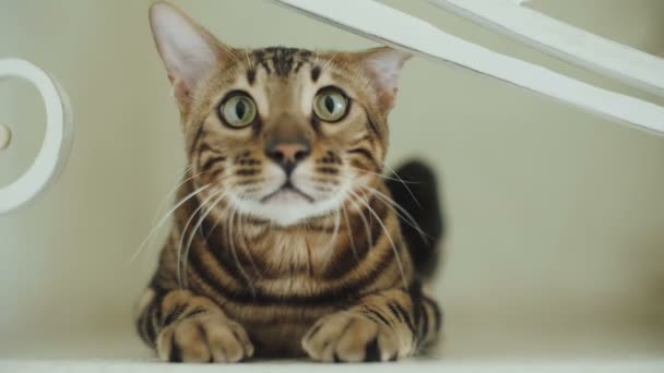 Bengala gato senta-se na frente da câmera
 - Filmagem, Vídeo