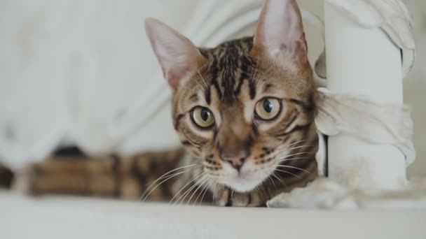 Bengal kedi dinlenme ve doğruca kameraya bakıyor - Video, Çekim