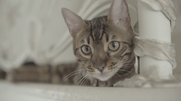 Bengáli macska pihen, és egyenesen a kamera-lakás szín - Felvétel, videó