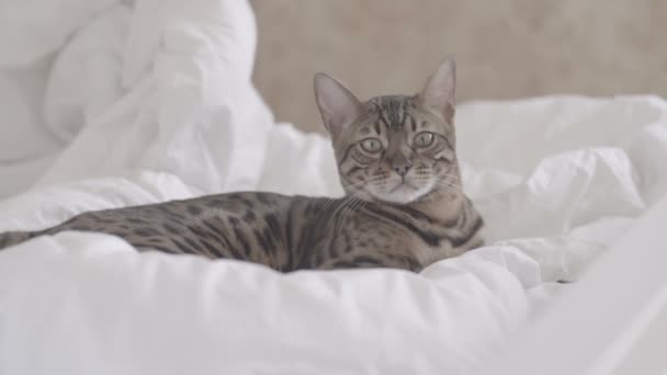 Gato de Bengala descansando en la cama blanca y mirando a la cámara a cámara lenta de color plano
 - Metraje, vídeo