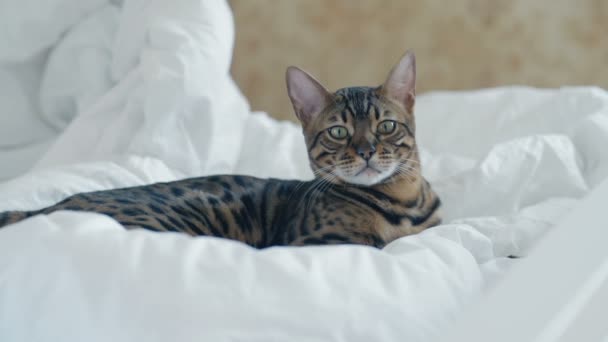 gato de Bengala descansando en la cama blanca y mirando a la cámara de cámara lenta
 - Metraje, vídeo