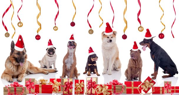 Merry Christmas and  Happy dogs News Year concept - Fotoğraf, Görsel