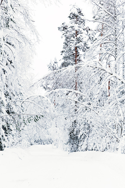 russian winter forest road in snow - Foto, Imagen