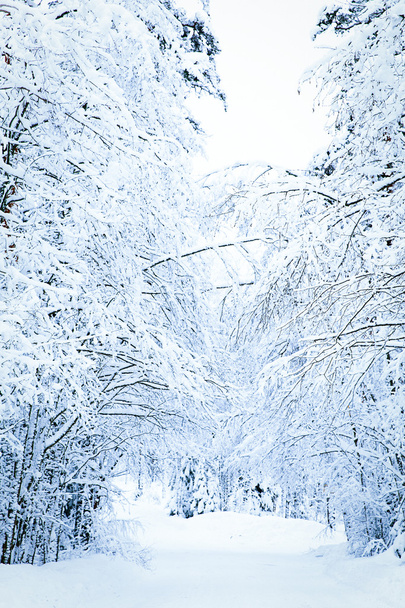 russian winter forest road in snow - Φωτογραφία, εικόνα