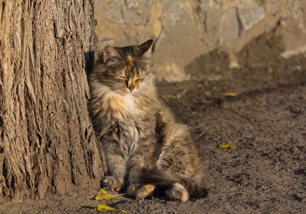 秋の太陽の光を浴びてホームレス猫 - 写真・画像