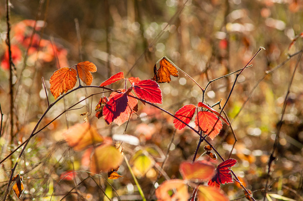 Magic autumn forest plants with red and yellow bushes - Foto, Bild