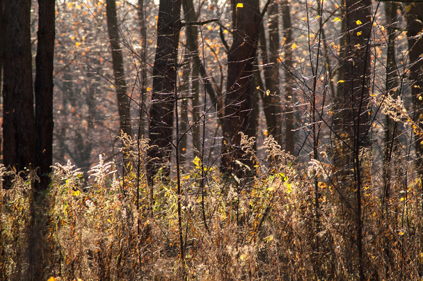 dry grass in the autumn forest  - Photo, Image