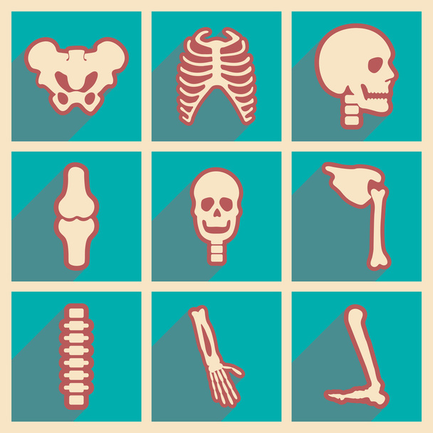 Set flat icons with long shadow human skeleton - Vector, Image
