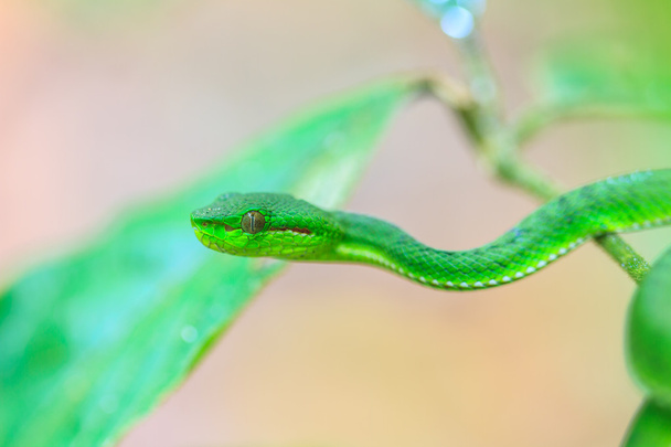 Зелений ящик змія
 - Фото, зображення