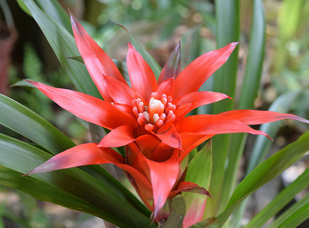 Guzmania empire or Bromeliad plant - Photo, Image