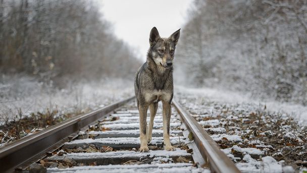 Dog snow rails winter - Photo, Image