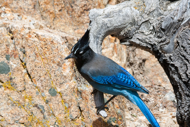 Rocky горі Синій птах - Фото, зображення