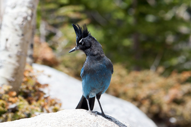 Oiseau bleu des montagnes Rocheuses
 - Photo, image